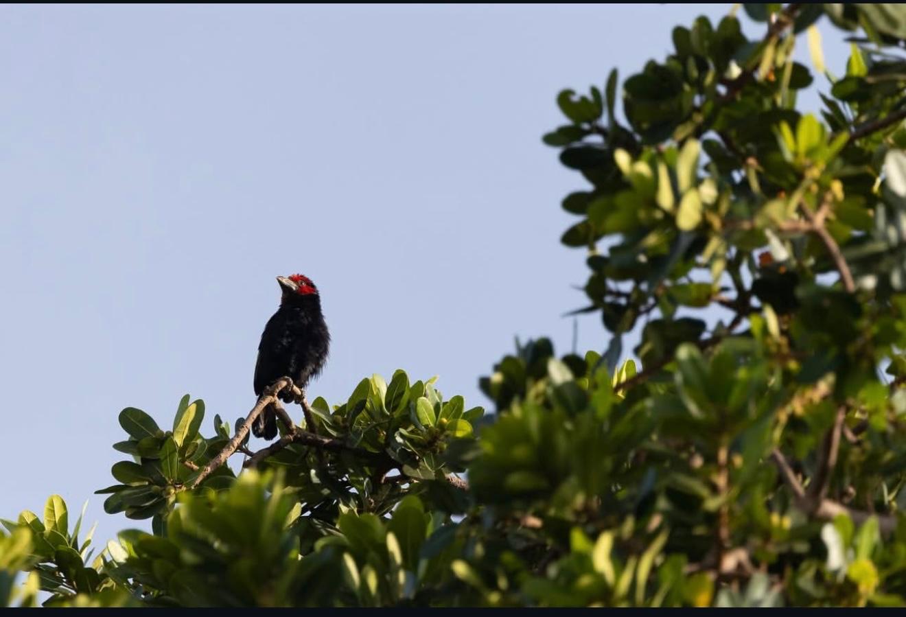 6-Day Rwanda Birding Safari